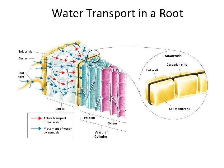 Section 23 -2 Water Transport in a Root Epidermis Endodermis Cortex Casparian strip Cell