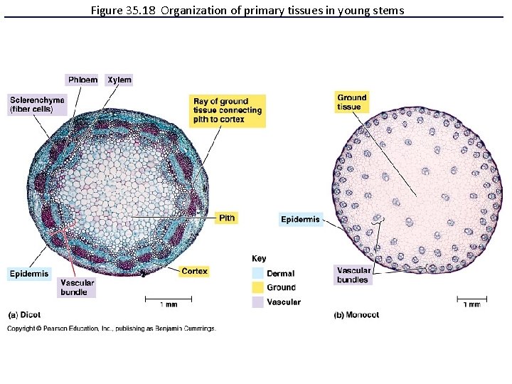 Figure 35. 18 Organization of primary tissues in young stems 