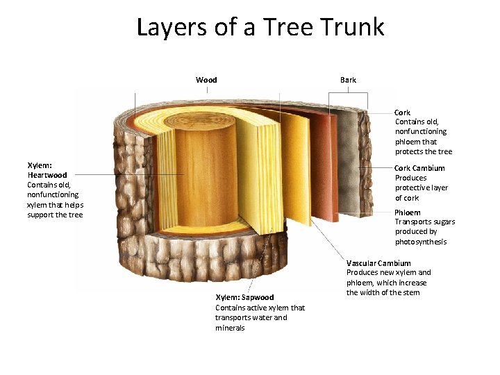 Layers of a Tree Trunk Section 23 -3 Wood Bark Contains old, nonfunctioning phloem