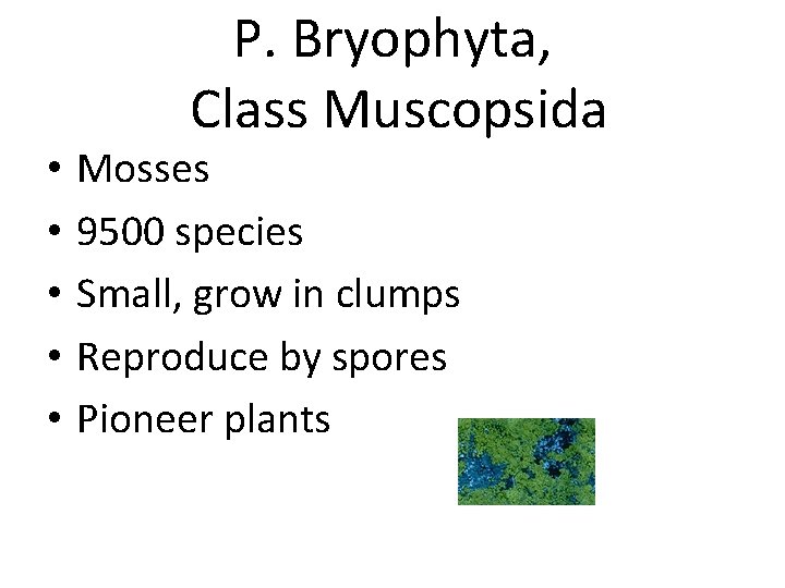  • • • P. Bryophyta, Class Muscopsida Mosses 9500 species Small, grow in