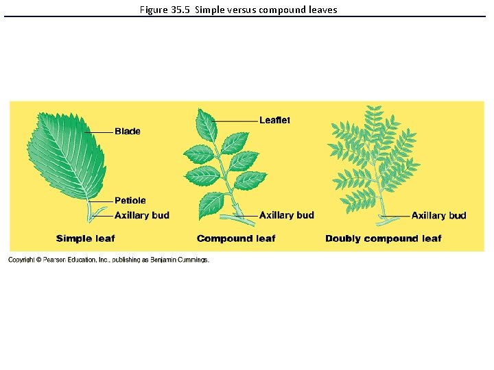 Figure 35. 5 Simple versus compound leaves 