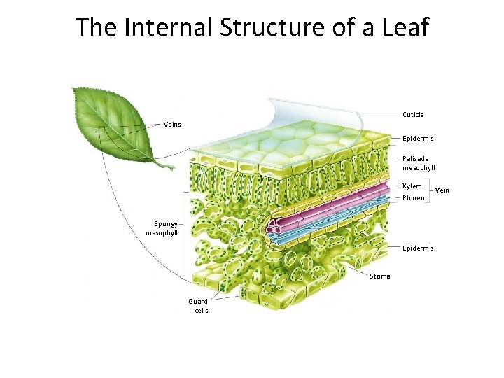 The Internal Structure of a Leaf Section 23 -4 Cuticle Veins Epidermis Palisade mesophyll