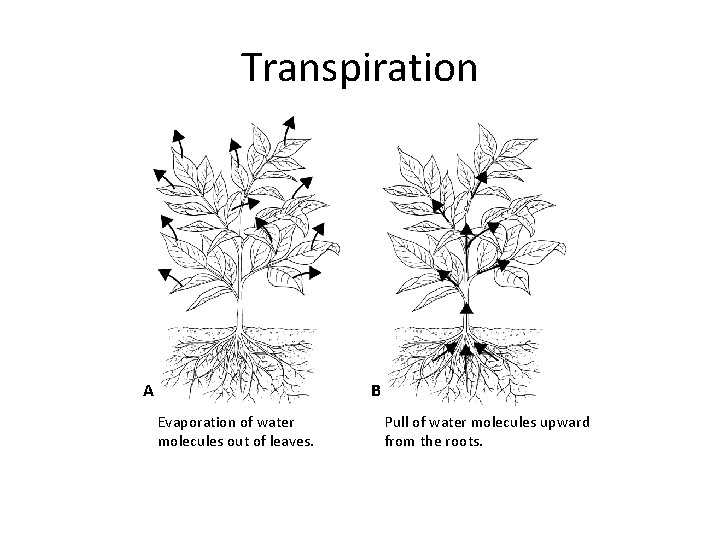 Section 23 -5 Transpiration A B Evaporation of water molecules out of leaves. Pull