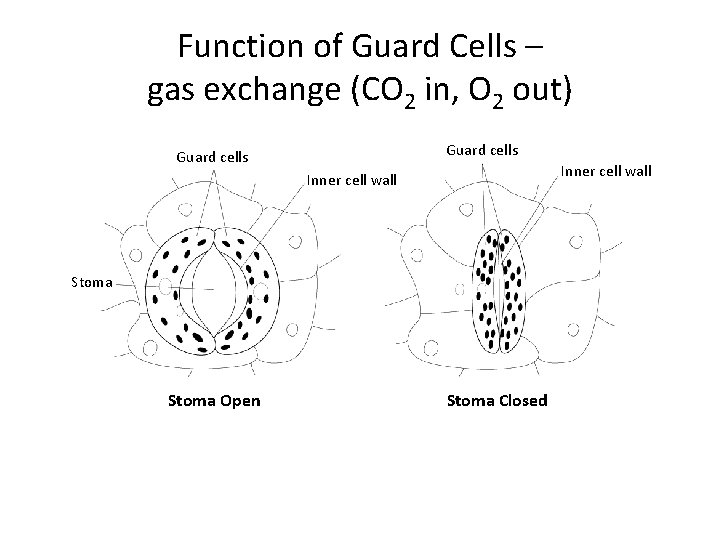 Section 23 -4 Function of Guard Cells – gas exchange (CO 2 in, O