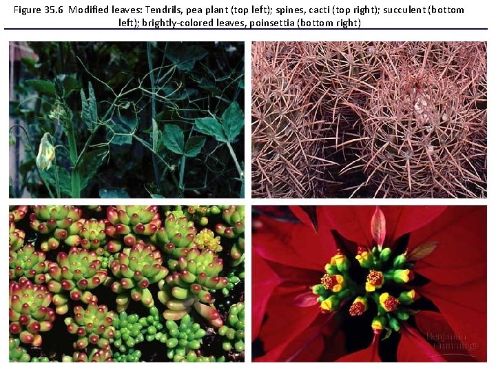 Figure 35. 6 Modified leaves: Tendrils, pea plant (top left); spines, cacti (top right);