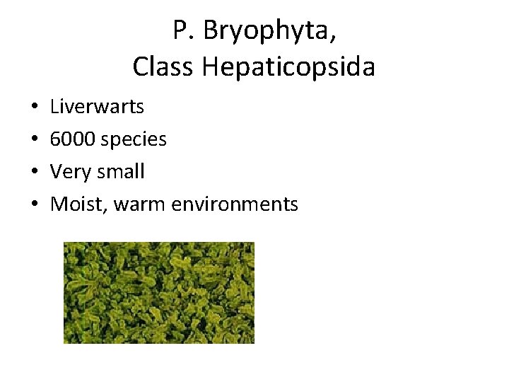 P. Bryophyta, Class Hepaticopsida • • Liverwarts 6000 species Very small Moist, warm environments