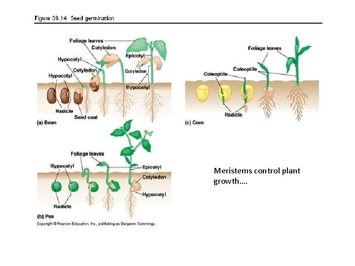 Meristems control plant growth…. 