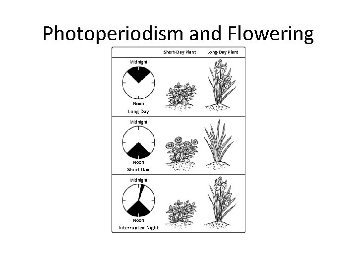 Photoperiodism and Flowering Section 25 -2 Short-Day Plant Midnight Noon Long Day Midnight Noon