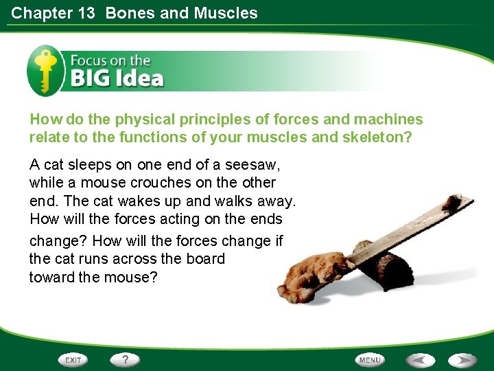 Chapter 13 Bones and Muscles How do the physical principles of forces and machines