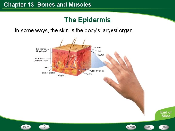 Chapter 13 Bones and Muscles The Epidermis In some ways, the skin is the