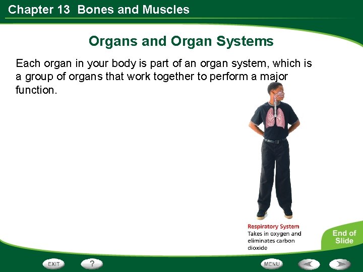 Chapter 13 Bones and Muscles Organs and Organ Systems Each organ in your body