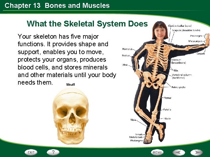 Chapter 13 Bones and Muscles What the Skeletal System Does Your skeleton has five