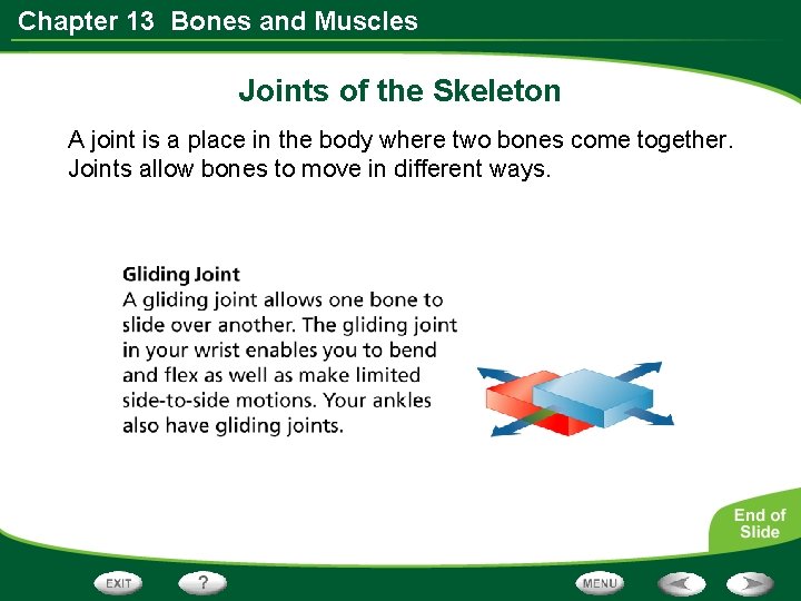 Chapter 13 Bones and Muscles Joints of the Skeleton A joint is a place