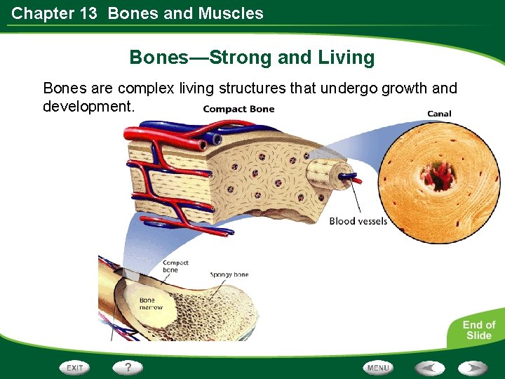 Chapter 13 Bones and Muscles Bones—Strong and Living Bones are complex living structures that