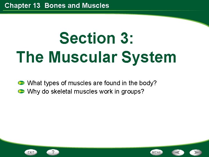 Chapter 13 Bones and Muscles Section 3: The Muscular System What types of muscles
