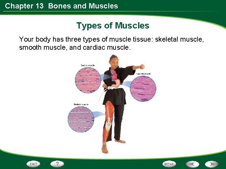 Chapter 13 Bones and Muscles Types of Muscles Your body has three types of