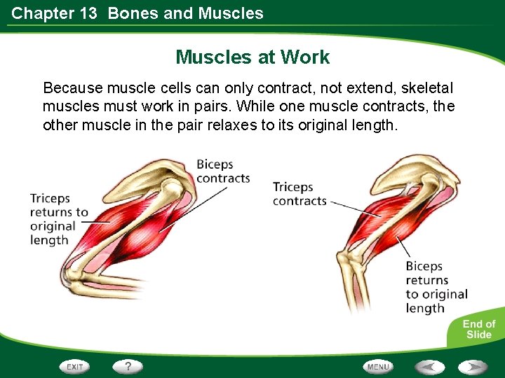 Chapter 13 Bones and Muscles at Work Because muscle cells can only contract, not