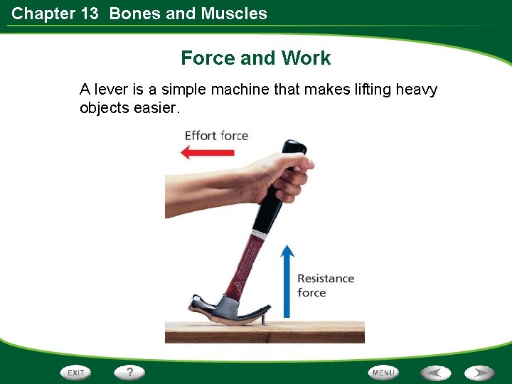Chapter 13 Bones and Muscles Force and Work A lever is a simple machine