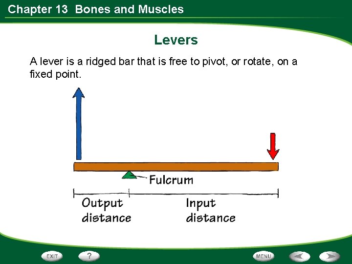 Chapter 13 Bones and Muscles Levers A lever is a ridged bar that is