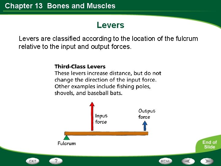 Chapter 13 Bones and Muscles Levers are classified according to the location of the