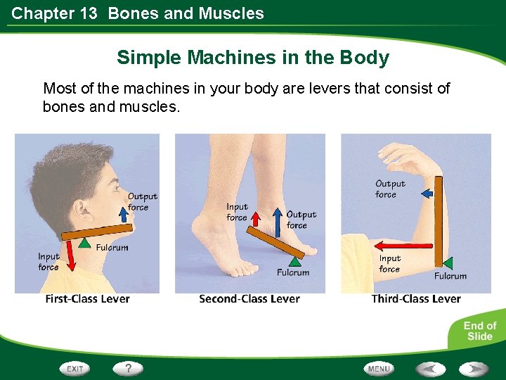 Chapter 13 Bones and Muscles Simple Machines in the Body Most of the machines