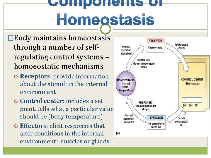 �Body maintains homeostasis through a number of selfregulating control systems – homoeostatic mechanisms Receptors: