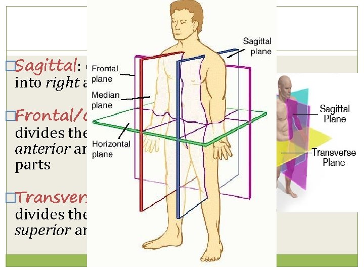 �Sagittal: divides the body into right and left parts �Frontal/coronal: divides the body into