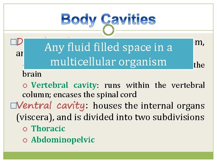 �Dorsal cavity: protects the nervous system, Any fluid filled space in a and is