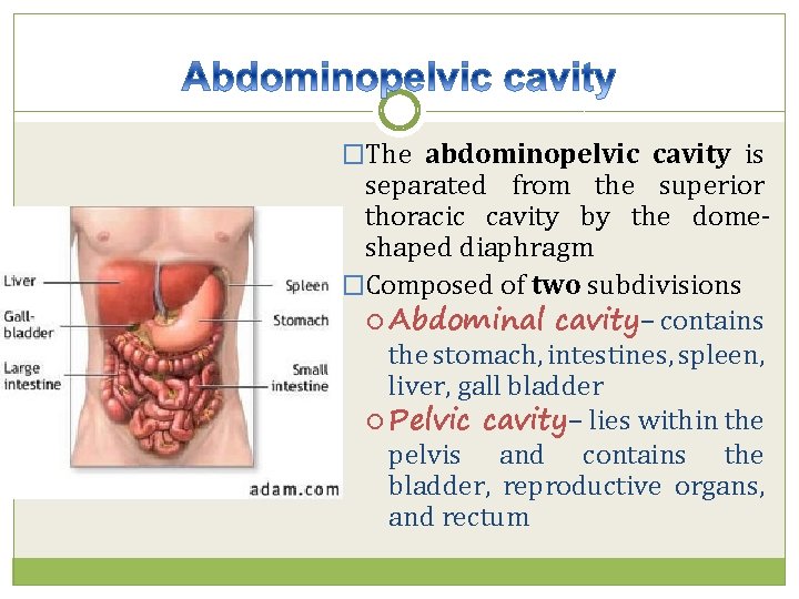 �The abdominopelvic cavity is separated from the superior thoracic cavity by the domeshaped diaphragm