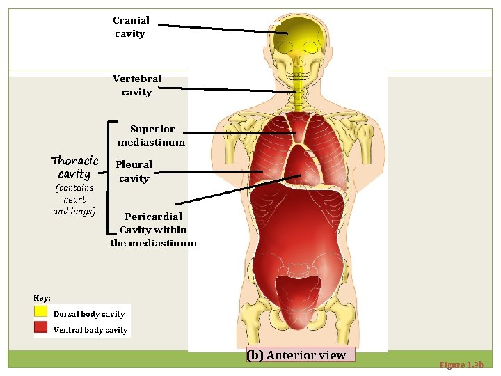 Cranial cavity Vertebral cavity Superior mediastinum Thoracic cavity (contains heart and lungs) Pleural cavity