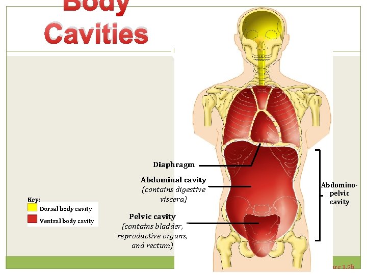 Body Cavities Diaphragm Key: Dorsal body cavity Ventral body cavity Abdominal cavity (contains digestive