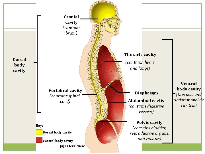 Cranial cavity (contains brain) Thoracic cavity Dorsal body cavity (contains heart and lungs) Vertebral