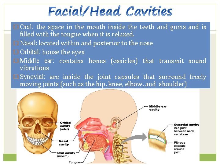 � Oral: the space in the mouth inside the teeth and gums and is