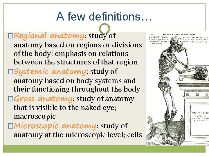 A few definitions… �Regional anatomy: study of anatomy based on regions or divisions of