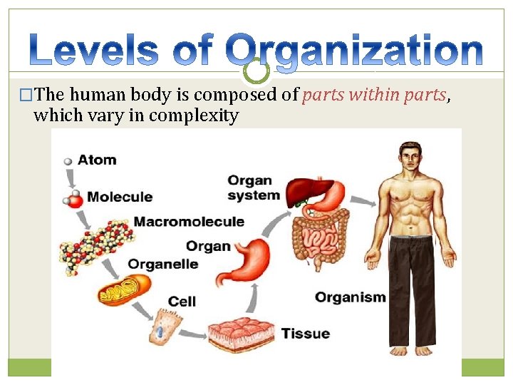 �The human body is composed of parts within parts, which vary in complexity 