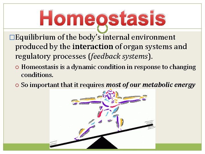 Homeostasis �Equilibrium of the body’s internal environment produced by the interaction of organ systems