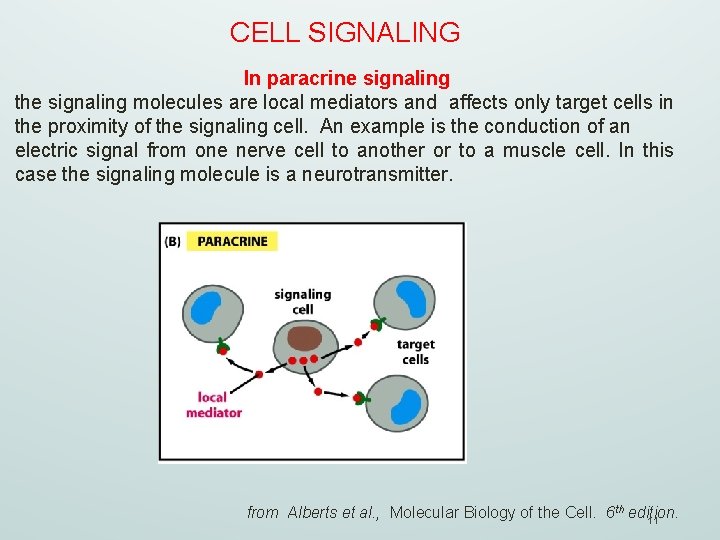 CELL SIGNALING In paracrine signaling the signaling molecules are local mediators and affects only