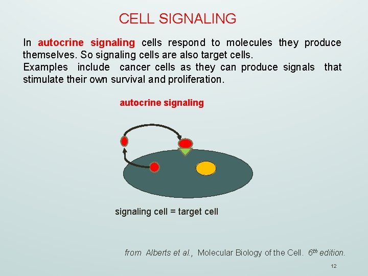 CELL SIGNALING In autocrine signaling cells respond to molecules they produce themselves. So signaling
