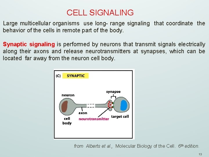 CELL SIGNALING Large multicellular organisms use long- range signaling that coordinate the behavior of