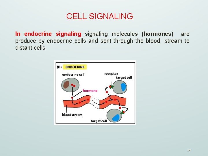 CELL SIGNALING In endocrine signaling molecules (hormones) are produce by endocrine cells and sent