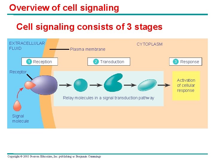 Overview of cell signaling Cell signaling consists of 3 stages EXTRACELLULAR FLUID 1 Reception