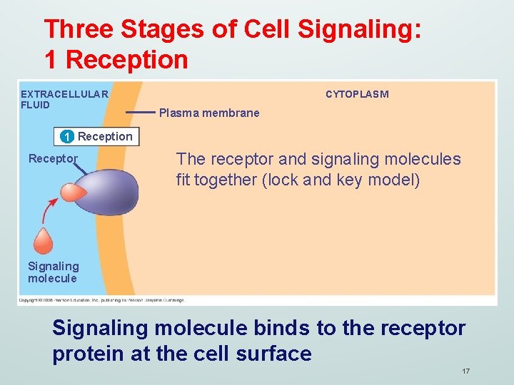 Three Stages of Cell Signaling: 1 Reception EXTRACELLULAR FLUID CYTOPLASM Plasma membrane 1 Reception