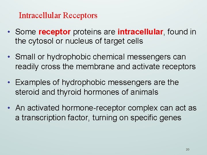 Intracellular Receptors • Some receptor proteins are intracellular, found in the cytosol or nucleus