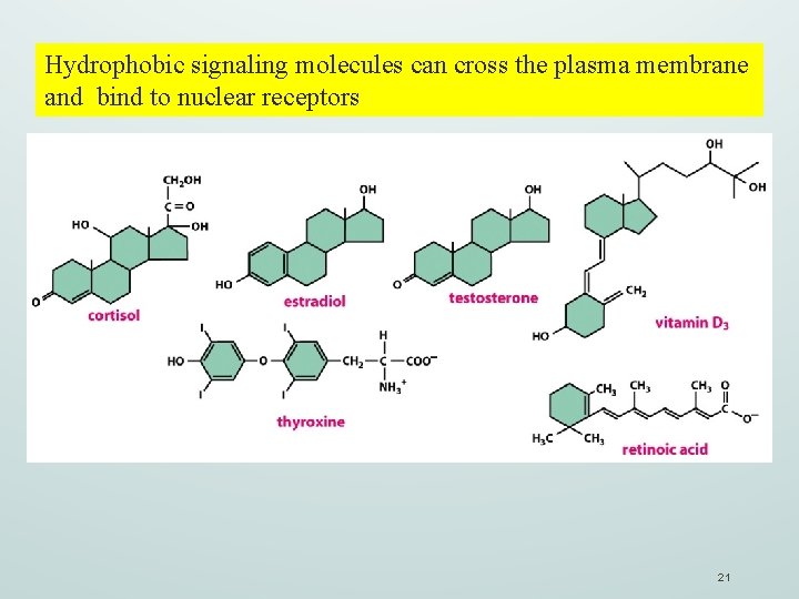 Hydrophobic signaling molecules can cross the plasma membrane and bind to nuclear receptors 21