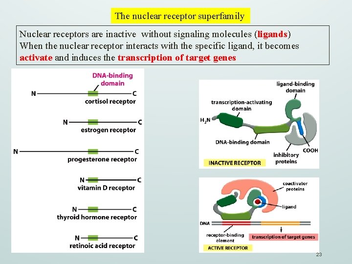 The nuclear receptor superfamily Nuclear receptors are inactive without signaling molecules (ligands) When the