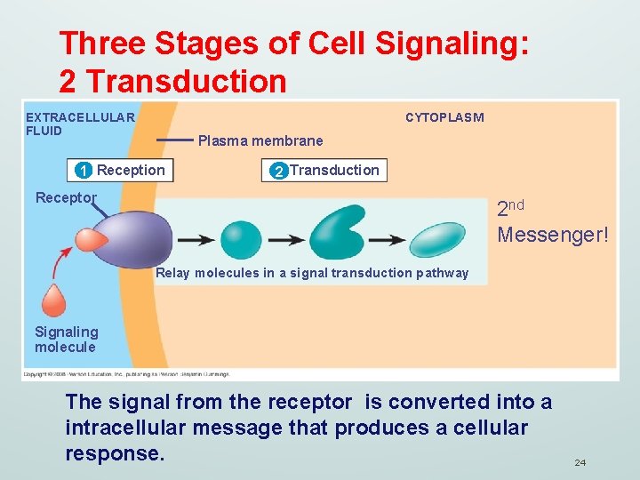 Three Stages of Cell Signaling: 2 Transduction CYTOPLASM EXTRACELLULAR FLUID Plasma membrane 1 Reception