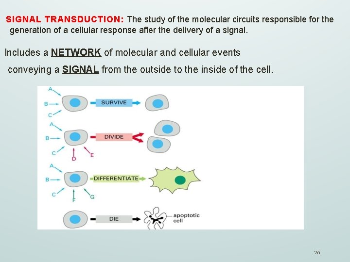 SIGNAL TRANSDUCTION: The study of the molecular circuits responsible for the generation of a