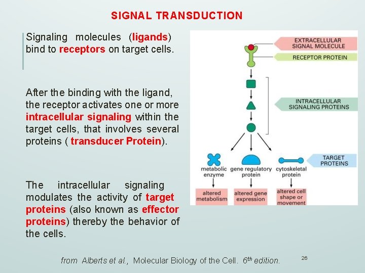 SIGNAL TRANSDUCTION Signaling molecules (ligands) bind to receptors on target cells. After the binding
