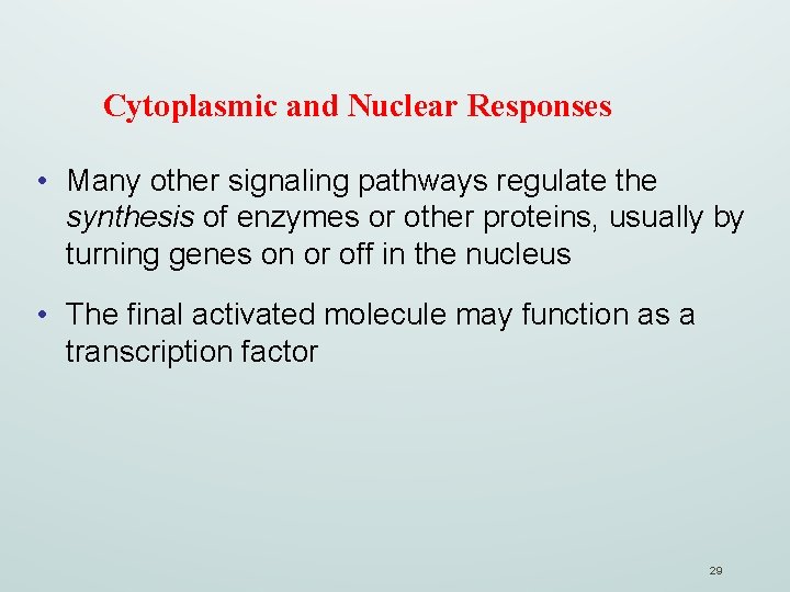 Cytoplasmic and Nuclear Responses • Many other signaling pathways regulate the synthesis of enzymes