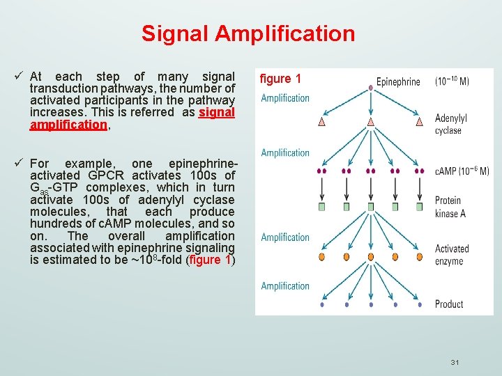 Signal Amplification ü At each step of many signal transduction pathways, the number of